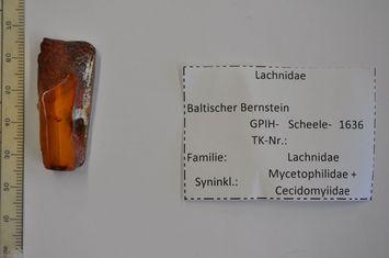 Vorschaubild Bernstein m. Rindenlaus, Pilzmücke, Gallmücke